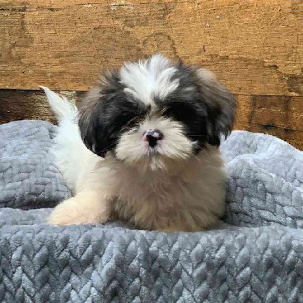 carousel pet images