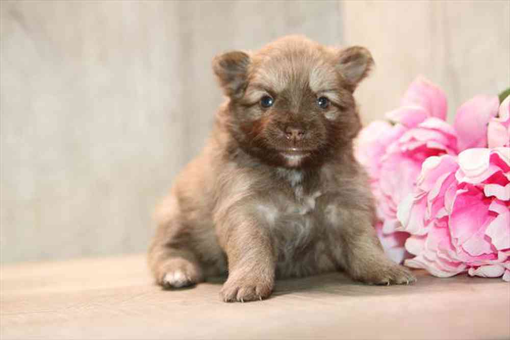 carousel pet images
