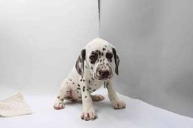Dalmatian
