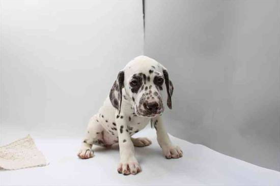 Dalmatian