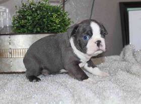 Boston Terrier