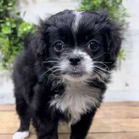 Japanese Chin-Poodle