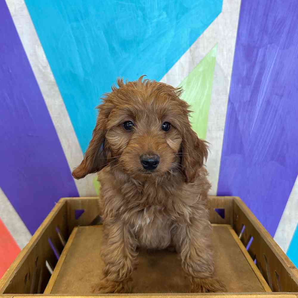 Image of a pet breed in the gallery