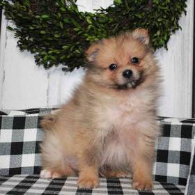 Pomeranian