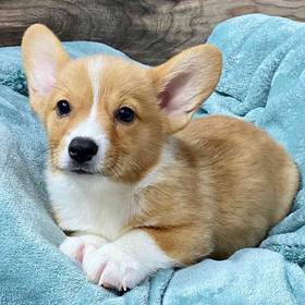 Pembroke Welsh Corgi