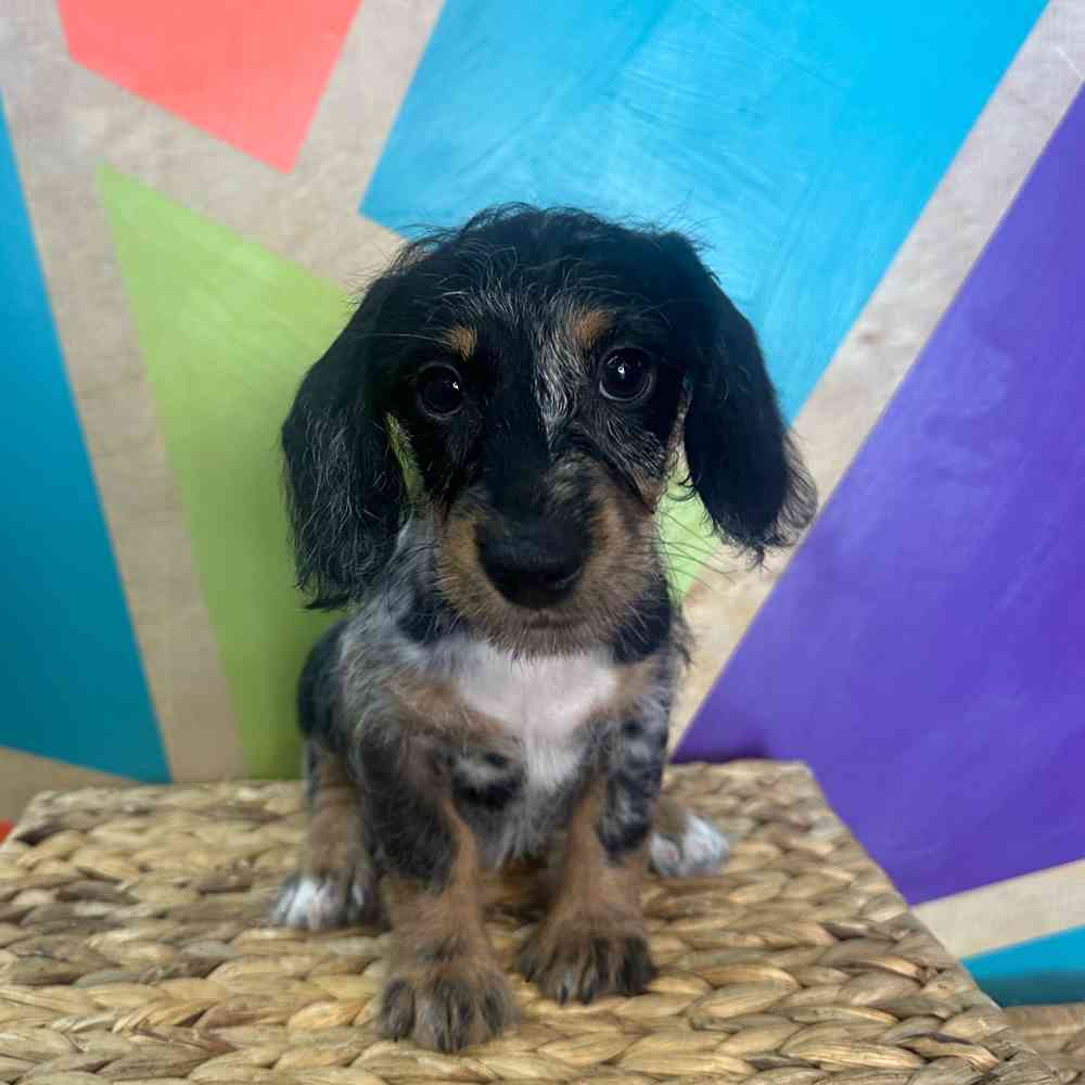 carousel pet images