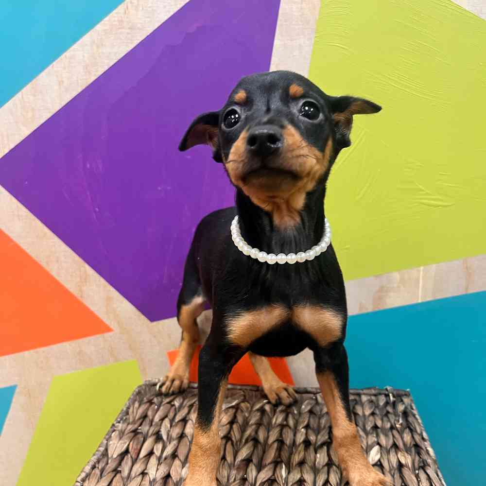 Image of a pet breed in the gallery