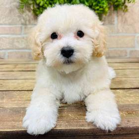 BichonPoo