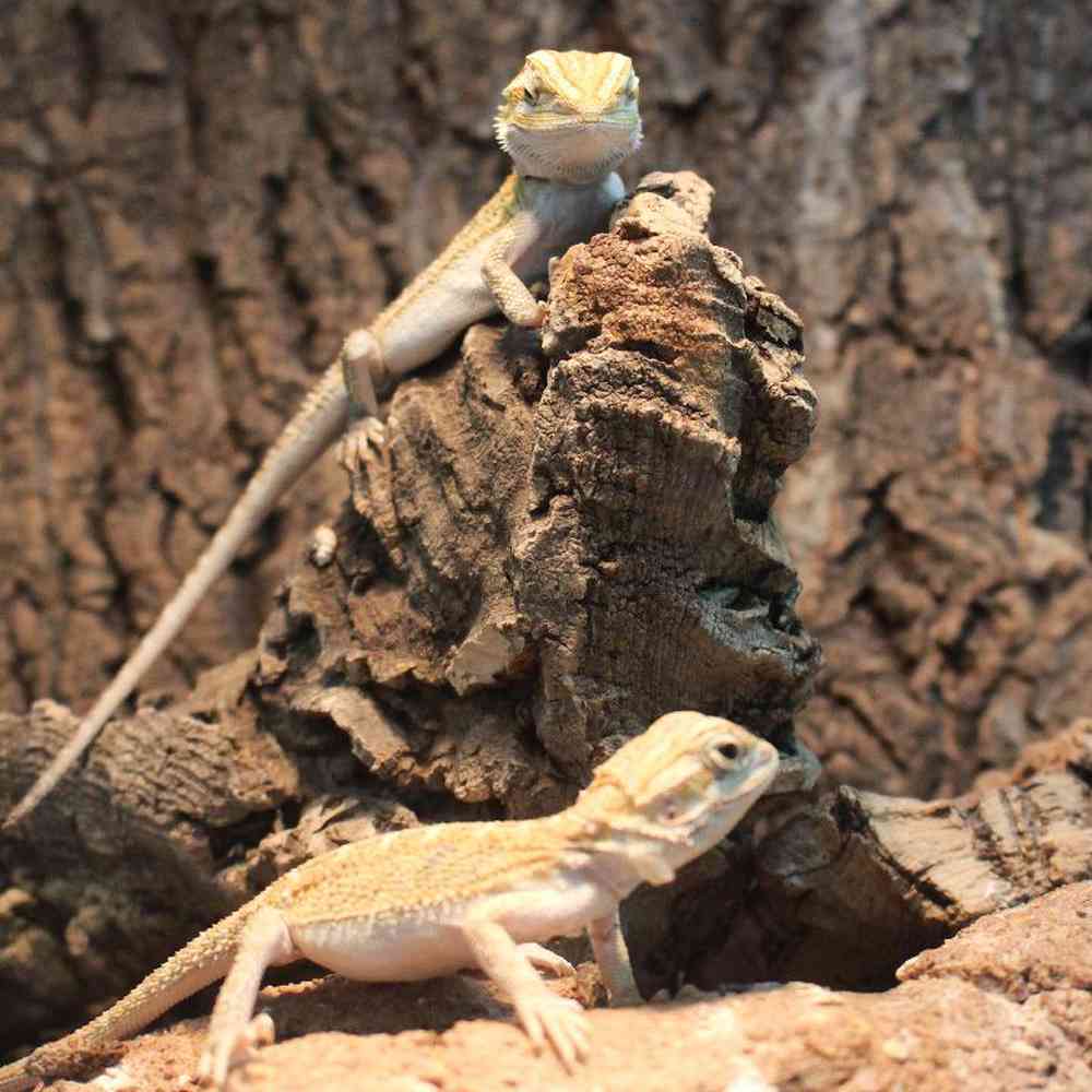 Juvenile Bearded Dragon Reptiles for Sale in Rogers Arkansas