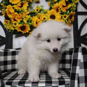 American Eskimo