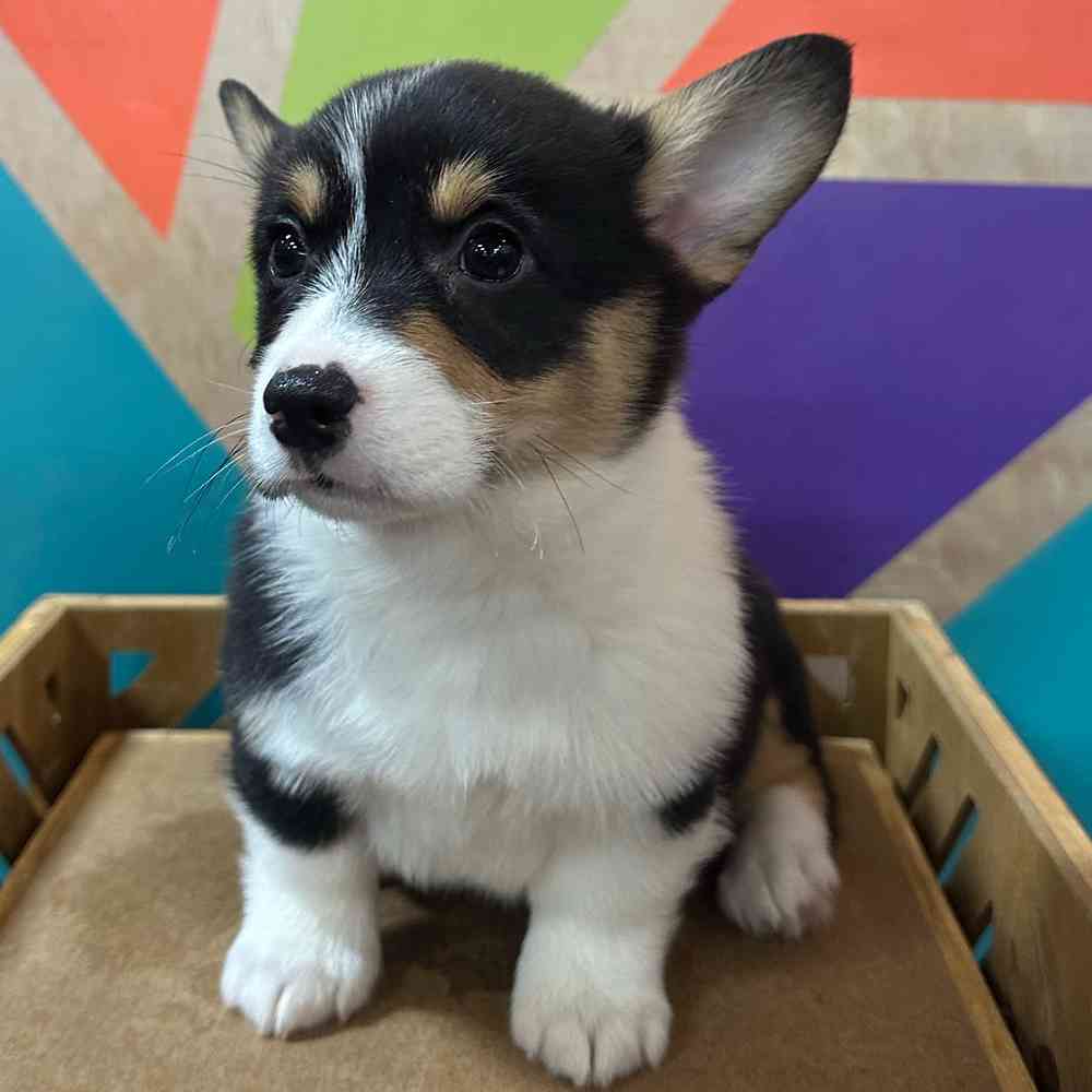 carousel pet images