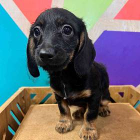 Doxie-Poo