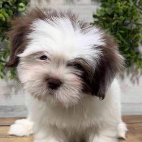 Lhasa Apso