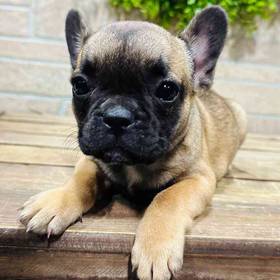 French Bulldog
