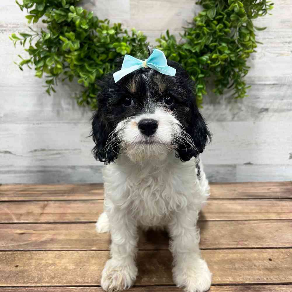 carousel pet images
