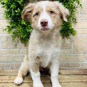 Australian Shepherd