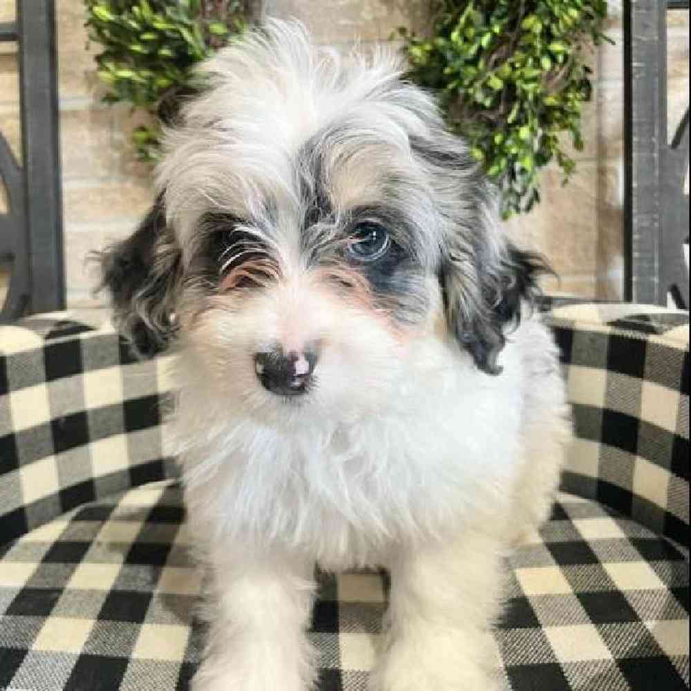 Male Cockapoo Puppy for sale