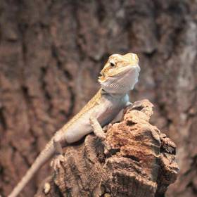 Juvenile Bearded Dragon