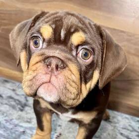 English Bulldog