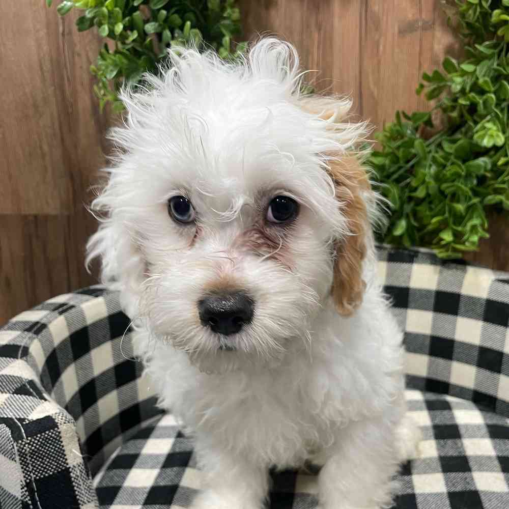 carousel pet images