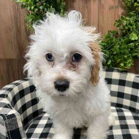 Cavapoo
