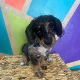 Doxie-Poo