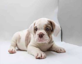 Beabull