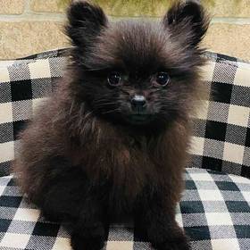 Pomeranian