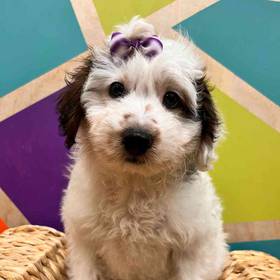 Toy Australian Shepherd