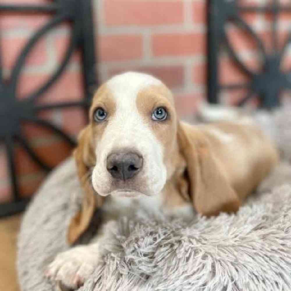 Male Basset Hound Puppy for Sale in Rogers, AR