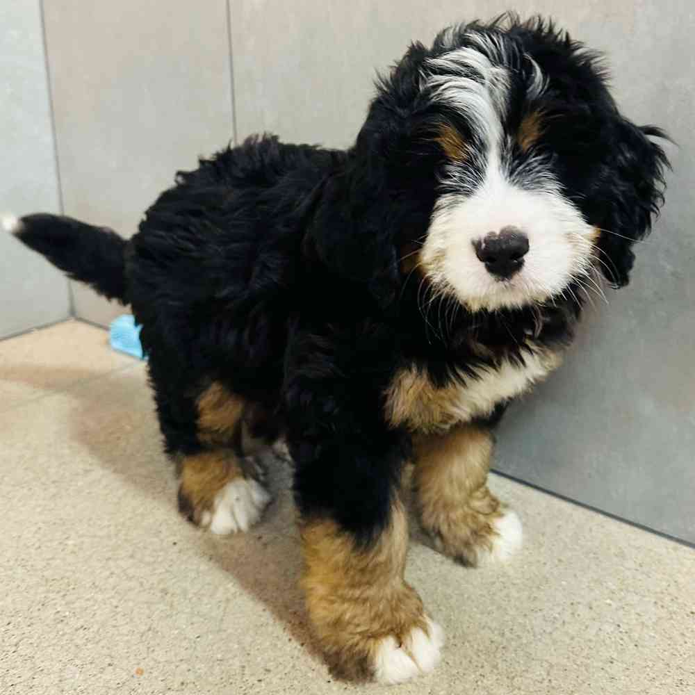 carousel pet images