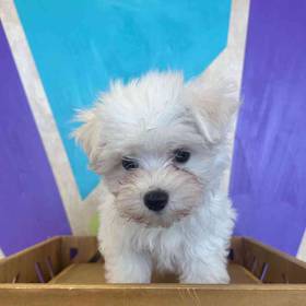 Maltese