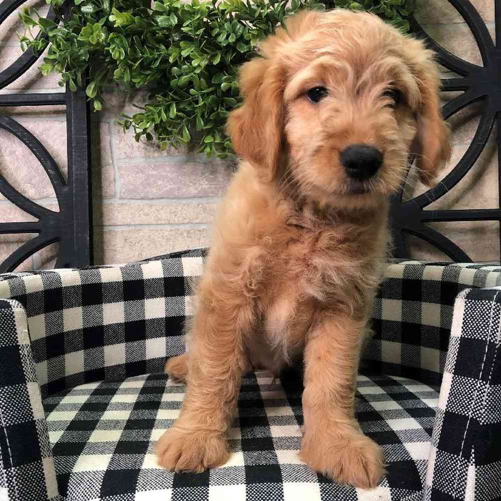 Male Mini Goldendoodle Puppy for sale