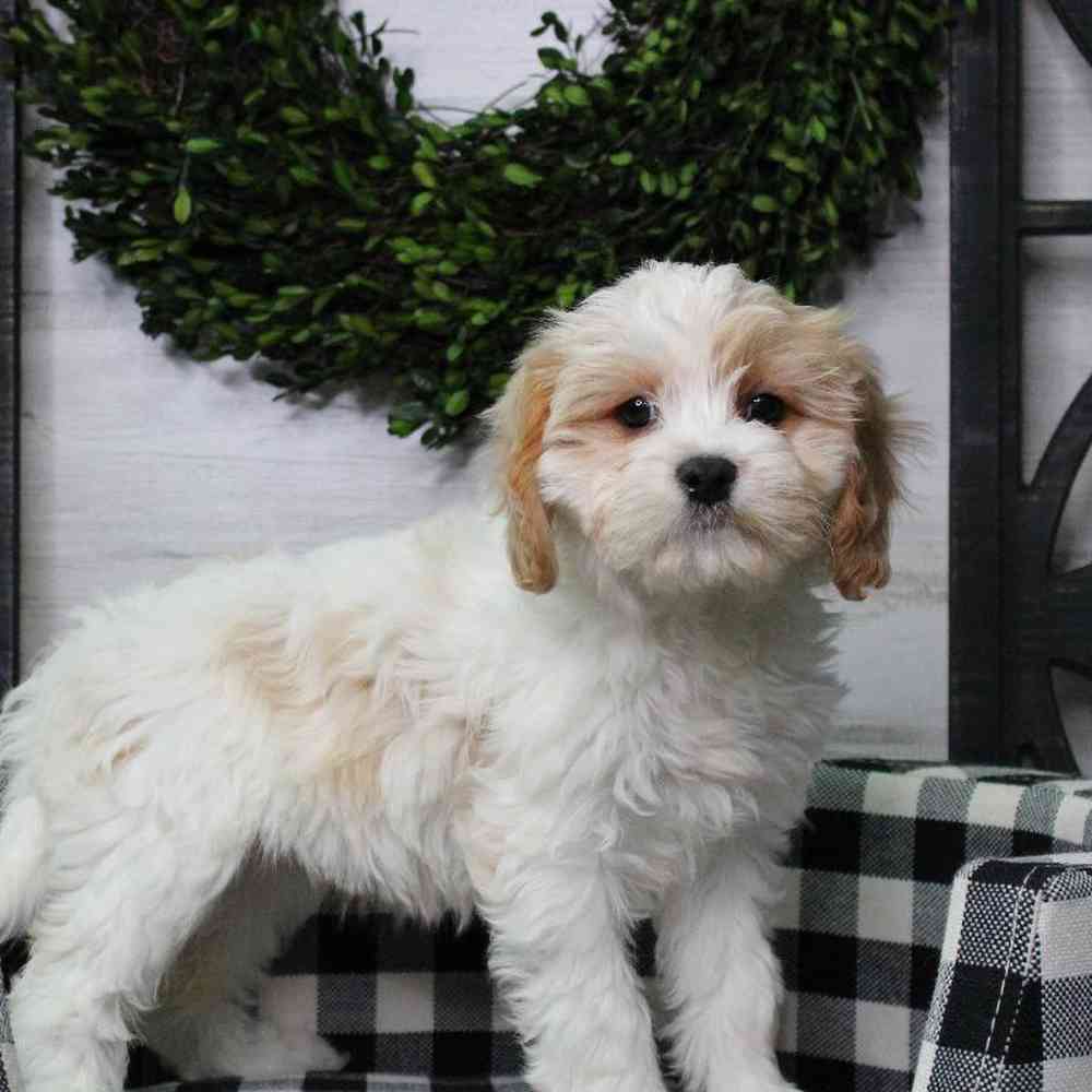 Female Cavachon Puppy for sale