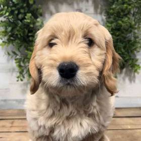 Mini Goldendoodle