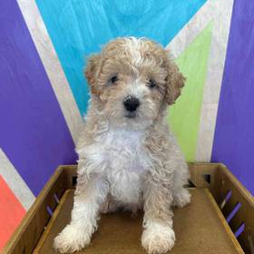 Mini Poodle