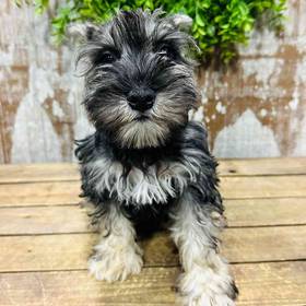Mini Schnauzer