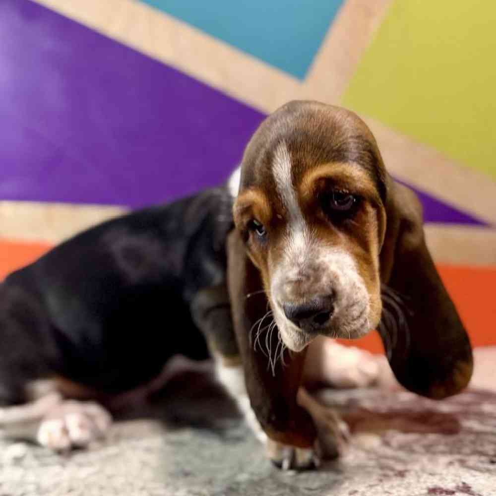 carousel pet images
