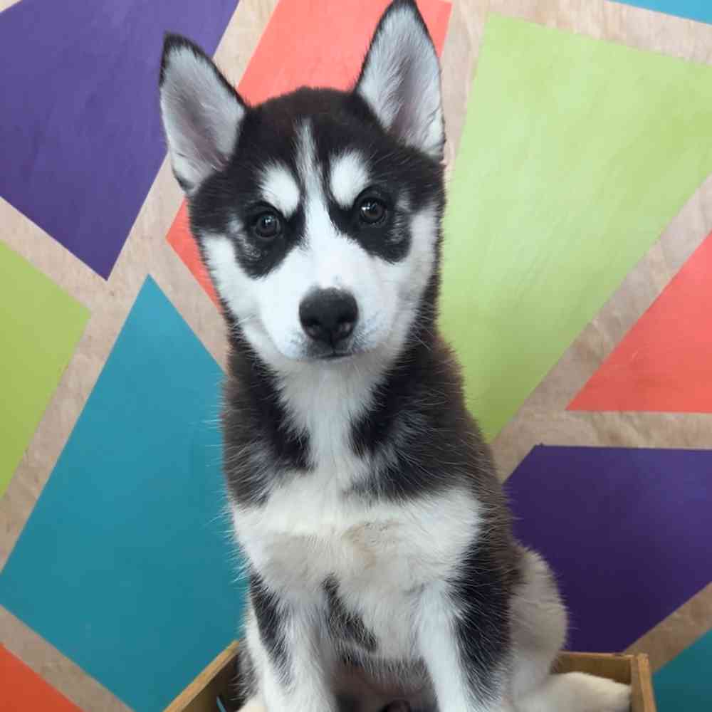 Image of a pet breed in the gallery