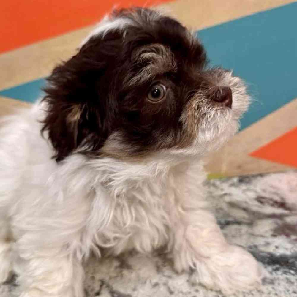 carousel pet images