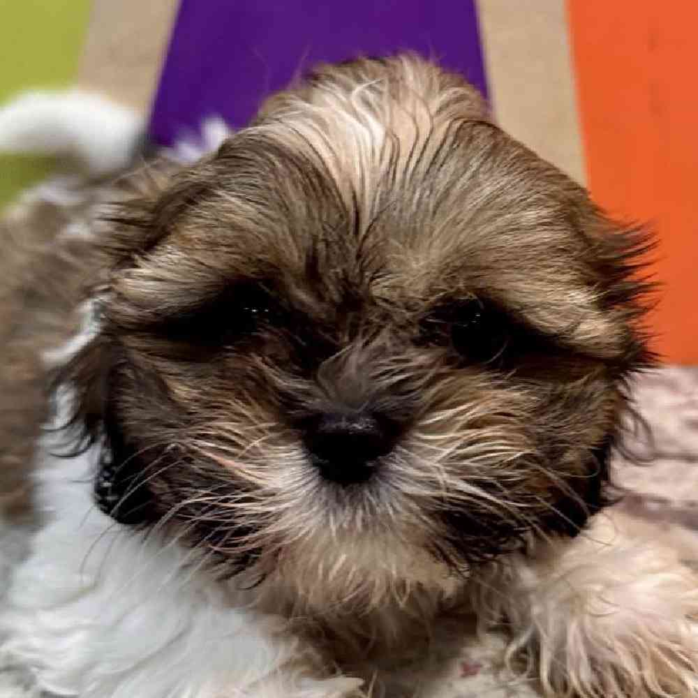 Male Shih Tzu Puppy for Sale in Rogers, AR