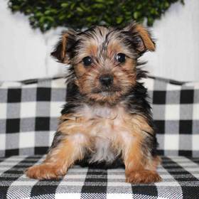 Yorkie