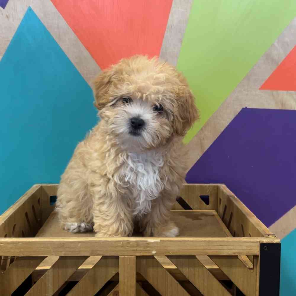 Image of a pet breed in the gallery