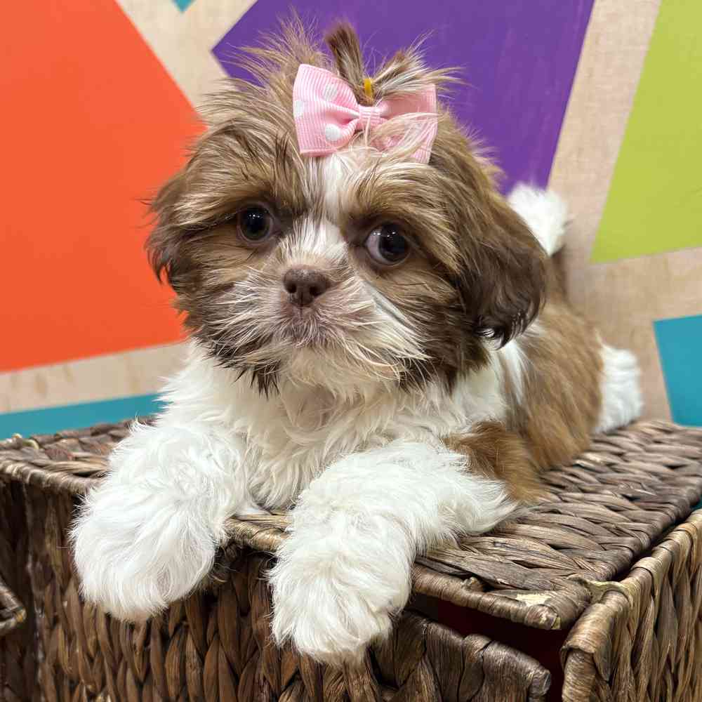 carousel pet images