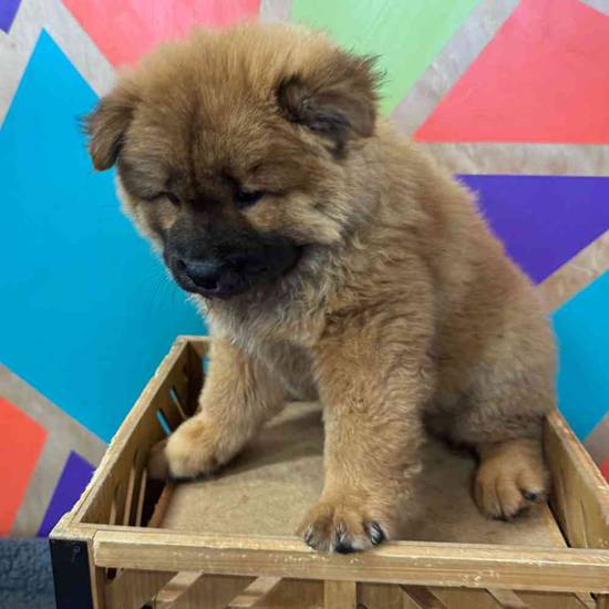 Chow Chow