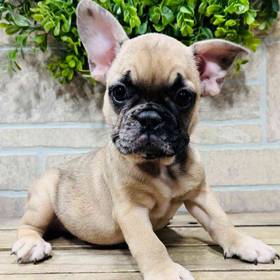 French Bulldog