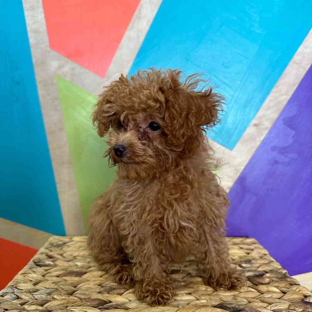 carousel pet images