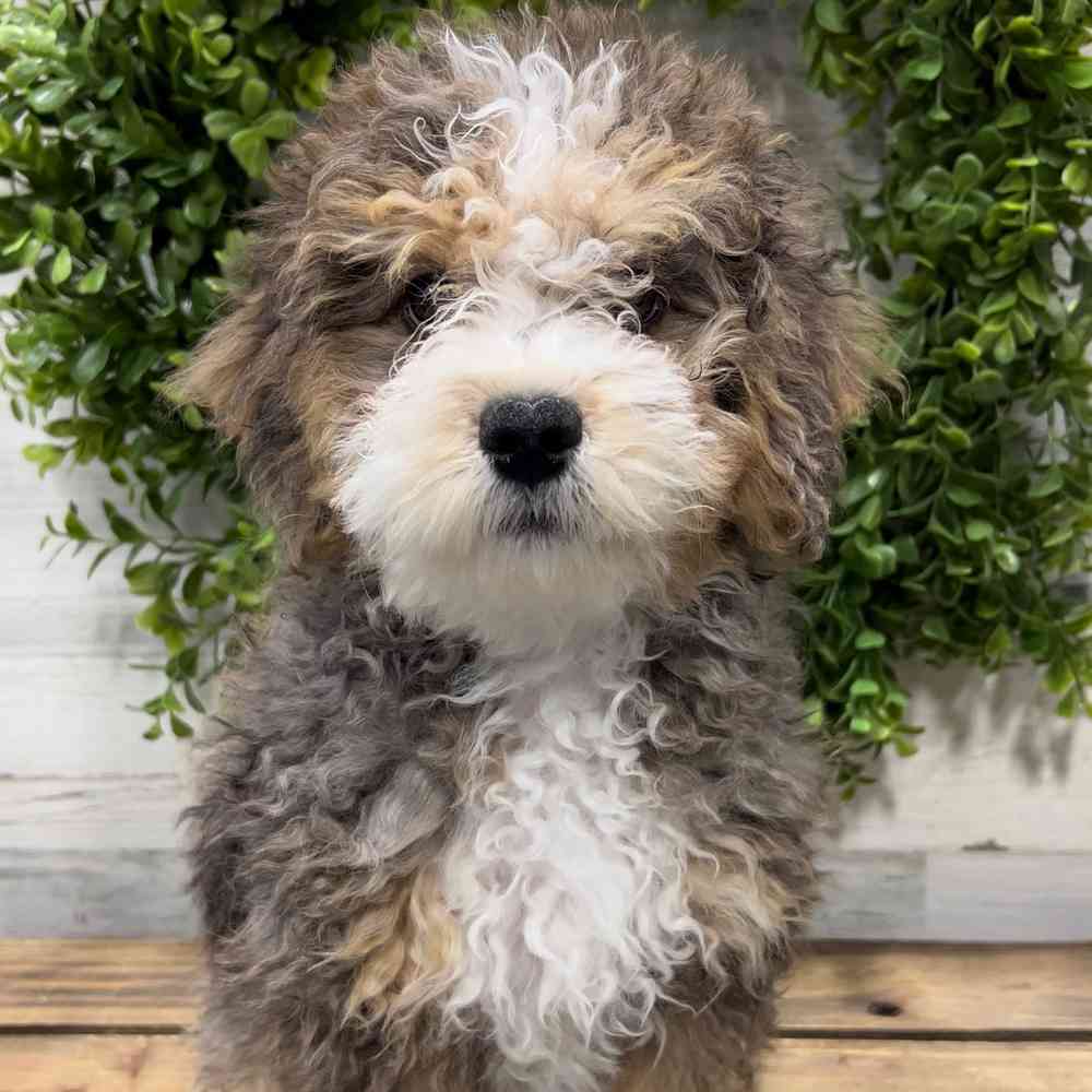 carousel pet images