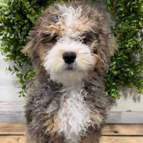 Mini Bernedoodle