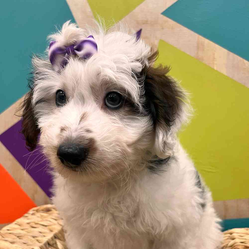 carousel pet images